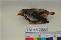 藏品(家燕)的圖片